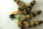Animal Tail Small Glass Butt Plug